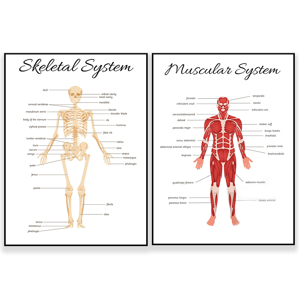 Kids Education System - Sistem Kerangka • Poster pembelajaran Homeschooling